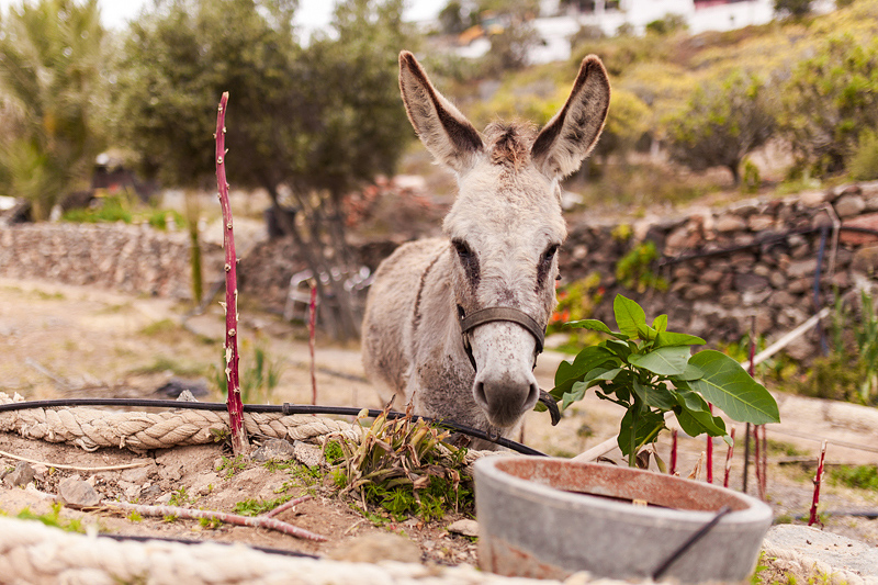 Travel Guide for Fuerteventura Beginners. We discovered the Canary Islands on three day trips with a rental car. You can find a detailed report and photos on Purple Avocado